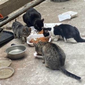 Colony Cats