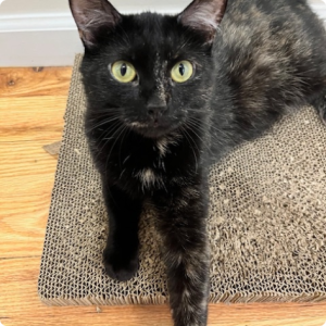 Cute Tortie