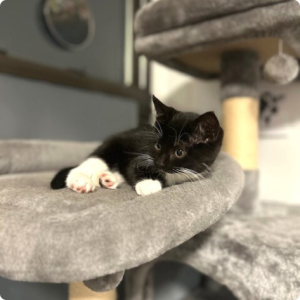 kitten on cat tree